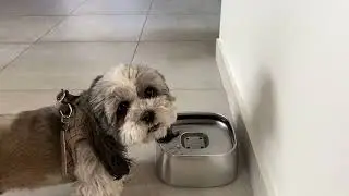 ⭕🔥⭕ 4L All Stainless Steel Slow Water Bowl for Dogs with Non-Slip Base! ✅  #productreview #unboxing