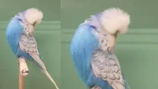 WOBS Christian Winklhofer |Germany| 2019 - [🌍Budgie Planet] exhibition budgies / budgerigar