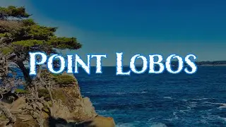 Dreaming Of Point Lobos | At Home In The Wild