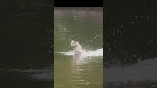 Puppys First Swim Capture the adorable moments #viral #shorts