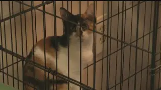 Animal Charity says it&rsquo;s overflowing with cats, kittens