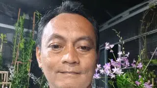 Anggrek Jadulan ekonomis