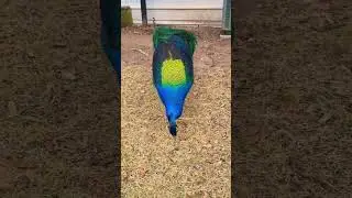 Never seen peacock from so close