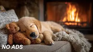 12 часов глубокого сна. Расслабляющая музыка для собак 🐶💖 Музыка от тревоги разлуки для собак 🎵🐾