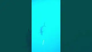 NO WAY sick king mackerel bite! #underwaterphotography #fishing  #saltwater #views