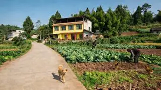 Chengdu Countryside: Forgotten REAL China or Paradise?|Chengdu Dingjialing