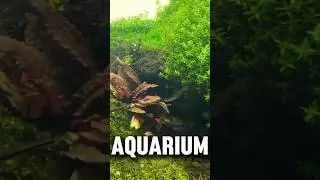 How to prevent algae in your aquarium