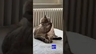 Cats vs. Invisible Enemies: The Ultimate Hilarious Fail Compilation!
