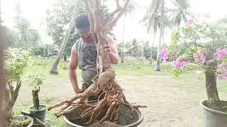 Material for grafting 21j bougainvillea #graftedbougainvillea