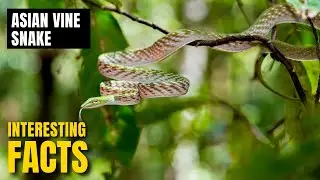 Amazing facts of Asian Vine Snake | Interesting Facts | The Beast World