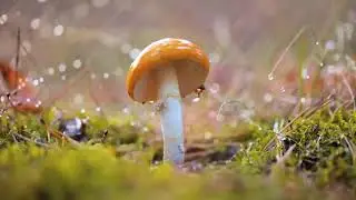 Stress Relief Music, Fall Asleep Instantly, Relaxing Music For Meditation, Study | Rab's Meditation