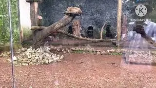 Bondla wildlife sanctuary Goa video Hindi 🦅🦍🦏🦜🐃🐆🐆🐆