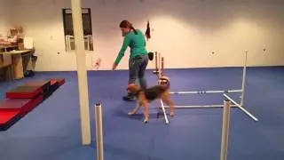 Beginning Agility Dog Training: Ozzy