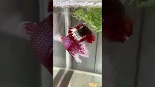 C&aacute; m&aacute;i qu&aacute; căng v&agrave; chai trứng 😅 #betta #thuducbettafarm #animals