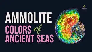 Ammolite: Colors of Ancient Seas