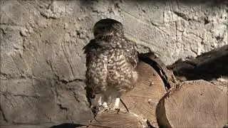 Kaninchenkauz - Burrowing Owl - Athene cunicularia
