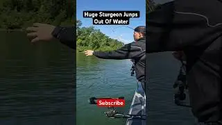 Huge Sturgeon Jumps Out Of Water #pnwfishing #sturgeon #willametteriver #oregon