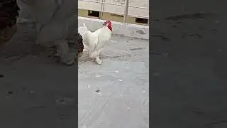 my home breed White buff pair #sultanpetschannel #chickenbreeds #shorts #hens #buff #viralshort