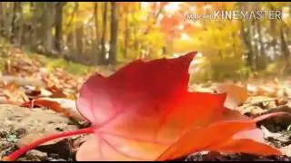 Super seirler.Dunya seiri ,Sehriyar Memmedov
