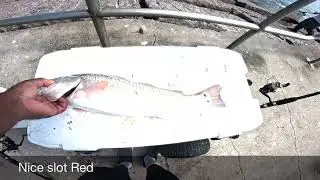 Corpus Christi TX fishing Red Drum run catches with freinds South Packery Jetties Sept 19 20025
