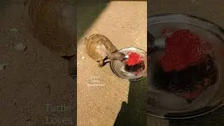 Turtle 🐢 finds  the Strawberry #strawberry #turtle #feeding