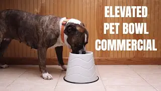 Raised Dog Bowl for Dogs and Cats - Elevated Dog Bowls - Amazon Commercial
