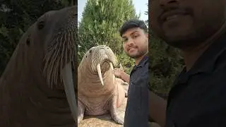 walrus#shorts #wildlife #shorts #video#walrus marine#aishort #animal#lover#skfunmedia2