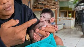 THIS TINY BABY MONKEY FROM JAVA ISLANDS IS THE BIGGEST