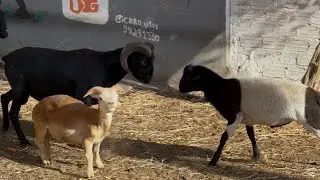DEU ERRADO A VOLTA DE JUININHO PARA O QUINTAL 😨