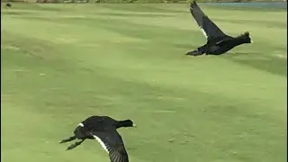Video of many alae keʻokeʻo at golf course on Kauaʻi Hawaiʻi (: