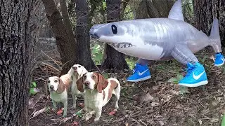 Dogs Find Shark in Sneakers in Woods