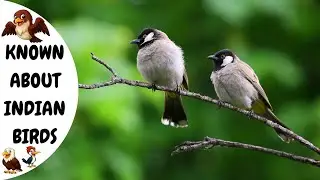 Learn 20 Indian Birds with Names & Pictures, Easy English Learning for Kids, Tamashree & Sreyanshi