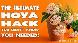10 HOYA CARE MISTAKES YOU MUST AVOID 🚨 THE ONE TIP THAT GUARANTEES HOYA BLOOMS!🌸 | PlantPulse Hub