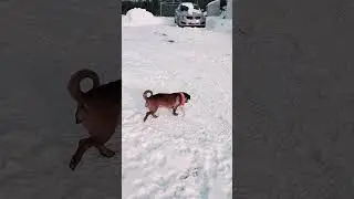 моя девочка Лу #щенячьяжизнь #шорты