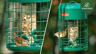 Carolina Wren Visits Our Best Squirrel-Proof Caged Tube Bird Feeder