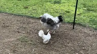 Backyard chicken. Japanese bantam hen is laying egg again after three months. #cute #chicken #funny