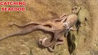 Catching Seafood | Go catch fresh seafood at low tide at the beach, shrimp, crab, fish, squid, snail
