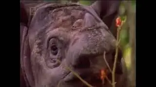 The Living Edens : Sumatran Rhino