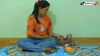 Baby Monkey | Lovely Mom Grooming Tiny Baby Olly