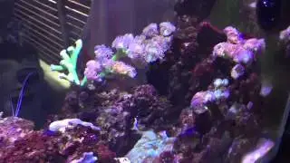 Back view of a Cade 1800 reef aquarium