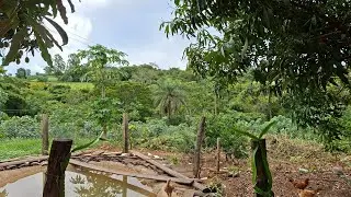 🐔🦢💥💐limpeza no galinheiro 💥🚨#roça #plantas #galinheiro #galinhas 