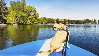 family boating with dog in the park, barmstedt, germany