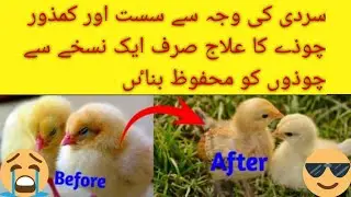 weak chick treatment in winter🐣 || aseel chick food for growth🐤 1M views
