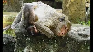 So Pity Aiden cry seizure around mom request milk| Why mom not care ignore her baby.