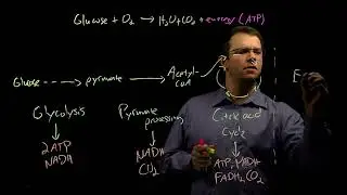 Overview of Cellular Respiration