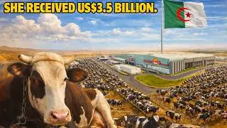 Крупнейшая в мире молочная ферма в Алжире выращивает 272 000 голов молочного скота.