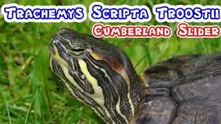 TRACHEMYS SCRIPTA TROOSTII | CUMBERLAND SLIDER