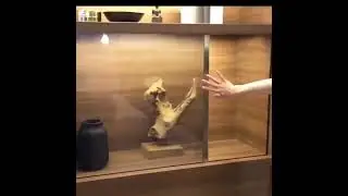An OLED screen made from an incredibly fine mesh embedded in the glass turns into a transparent TV