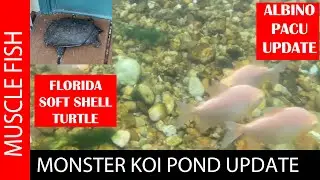 MONSTER POND FEEDING!  Plus Soft Shell Turtle Sunbathing!