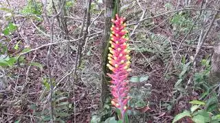Aechmea kertesziae Reitz 22 9 2019 - Balne&aacute;rio Pi&ccedil;arras